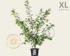 Prunus serrulata 'Kanzan' - XL