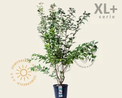 Prunus serrulata 'Kanzan' - XL+