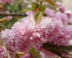 Prunus serrulata 'Kiku-shidare-Zakura' - beveerd