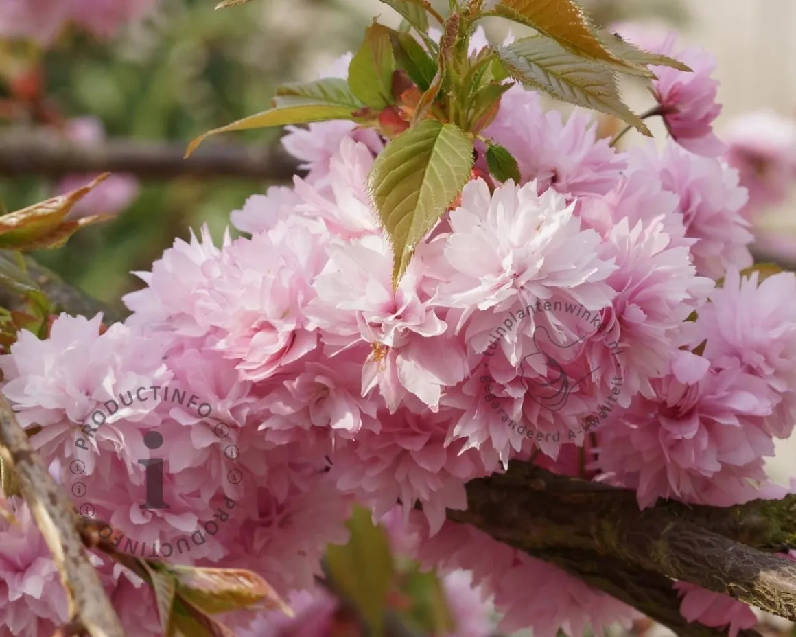 Prunus serrulata 'Kiku-shidare-Zakura' - beveerd