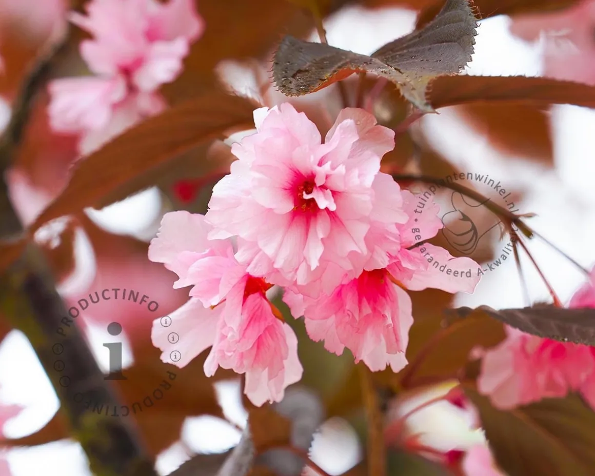 Prunus serrulata 'Royal Burgundy' - meerstammig