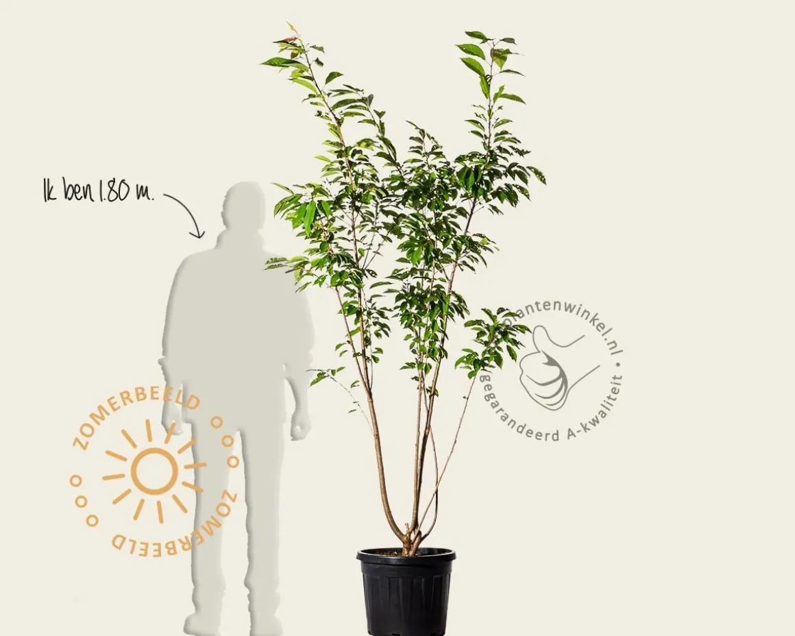 Prunus serrulata 'Ukon' - meerstammig