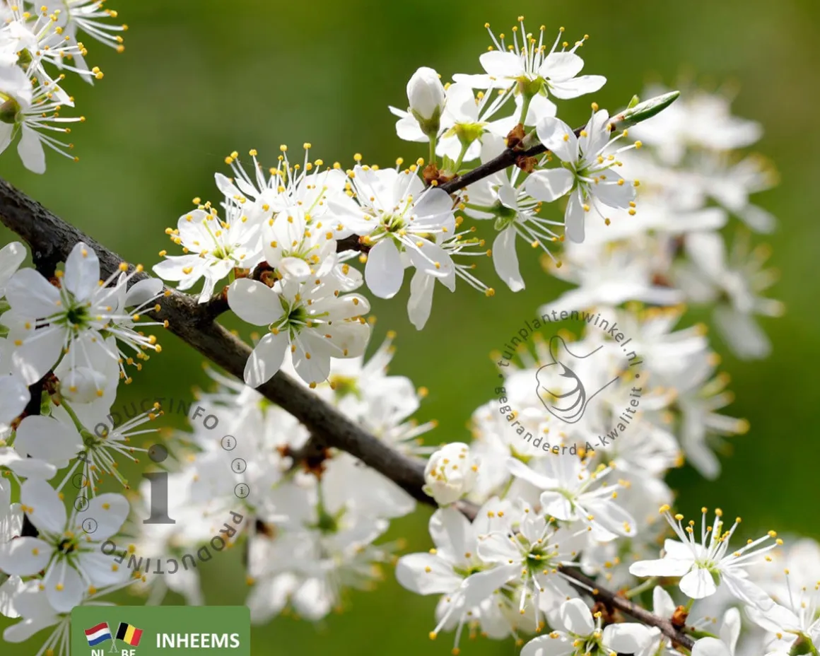 Prunus spinosa - blote wortel