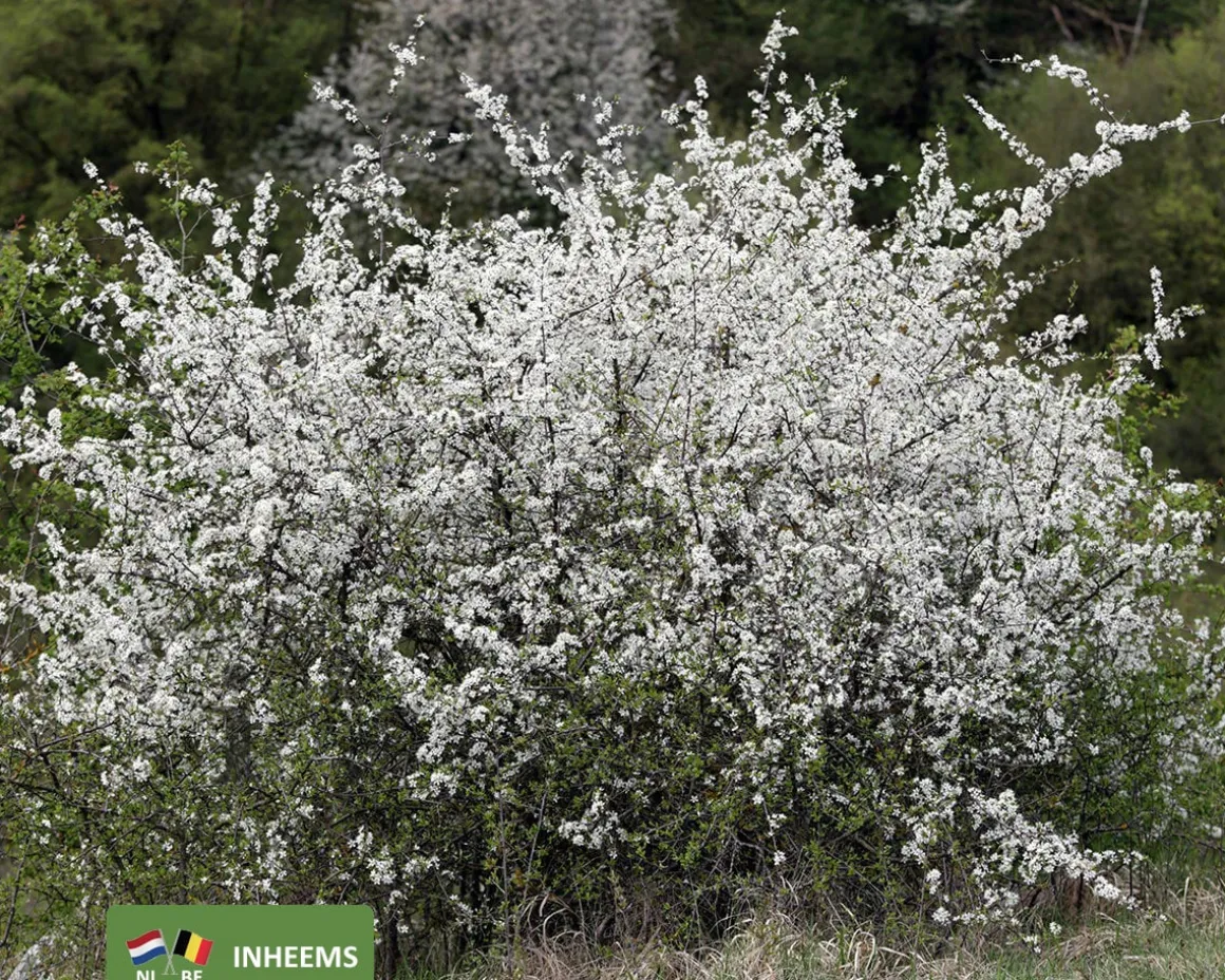 Prunus spinosa - blote wortel