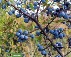 Prunus spinosa - blote wortel