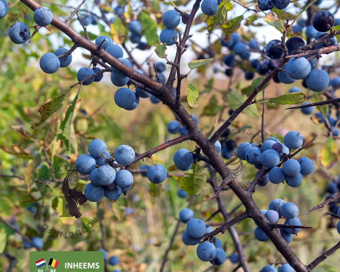 Prunus spinosa - blote wortel