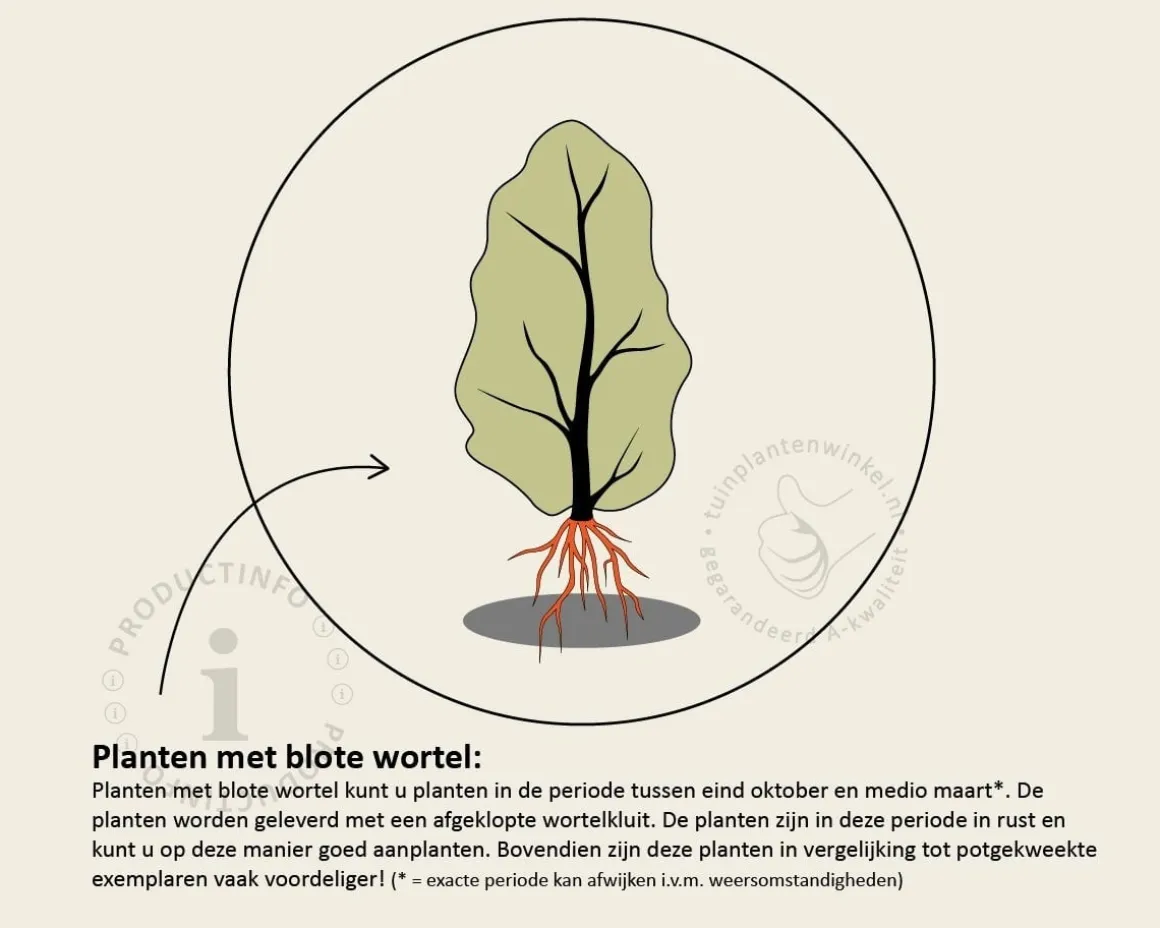 Prunus spinosa - blote wortel