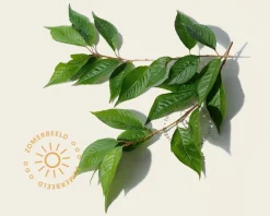 Prunus 'Spire' - meerstammig