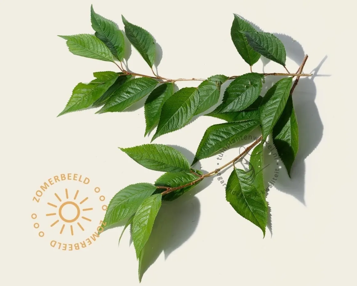 Prunus 'Spire' - meerstammig