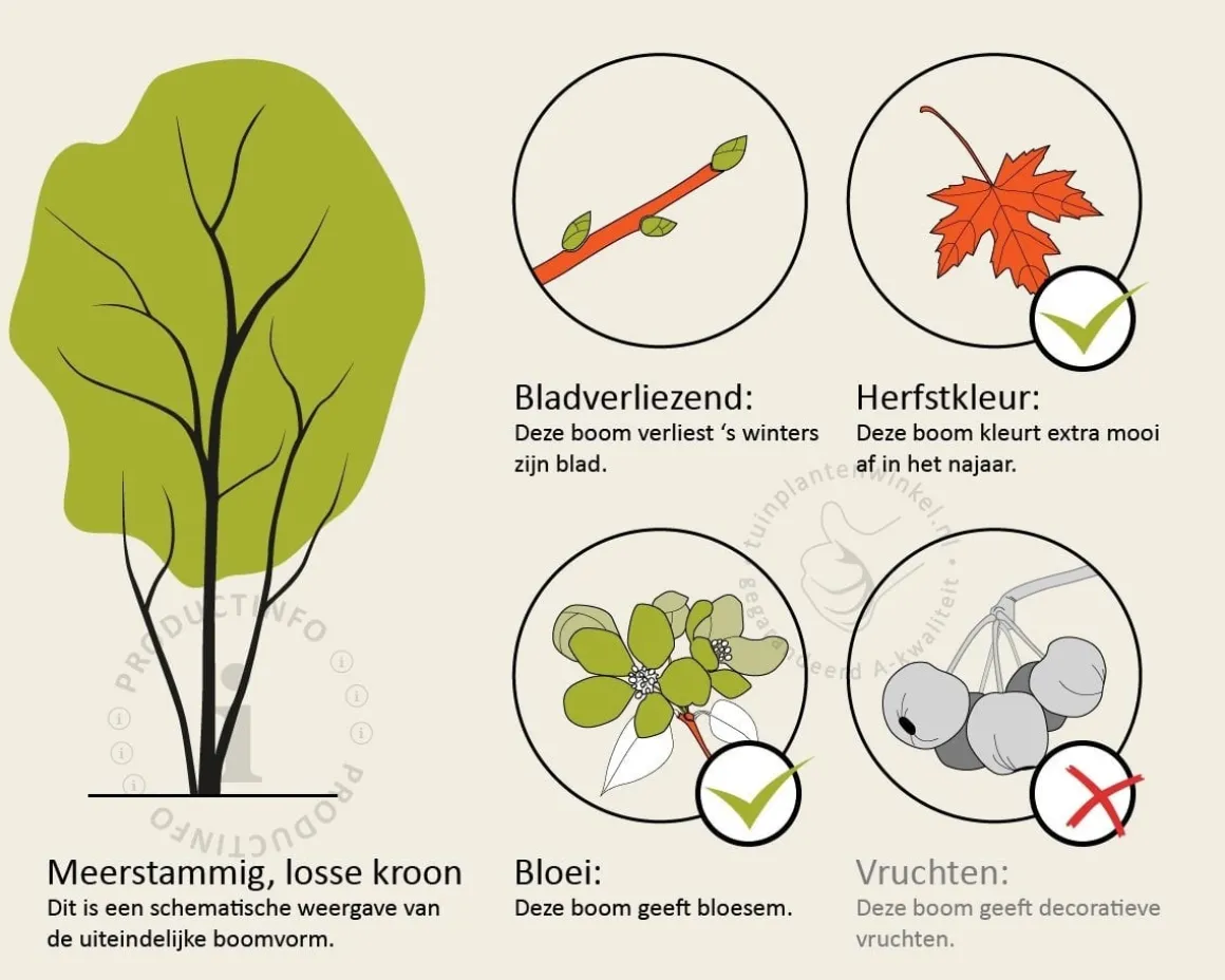 Prunus 'Spire' - meerstammig