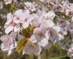 Prunus 'Spire' - meerstammig
