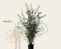 Prunus 'Spire' - meerstammig