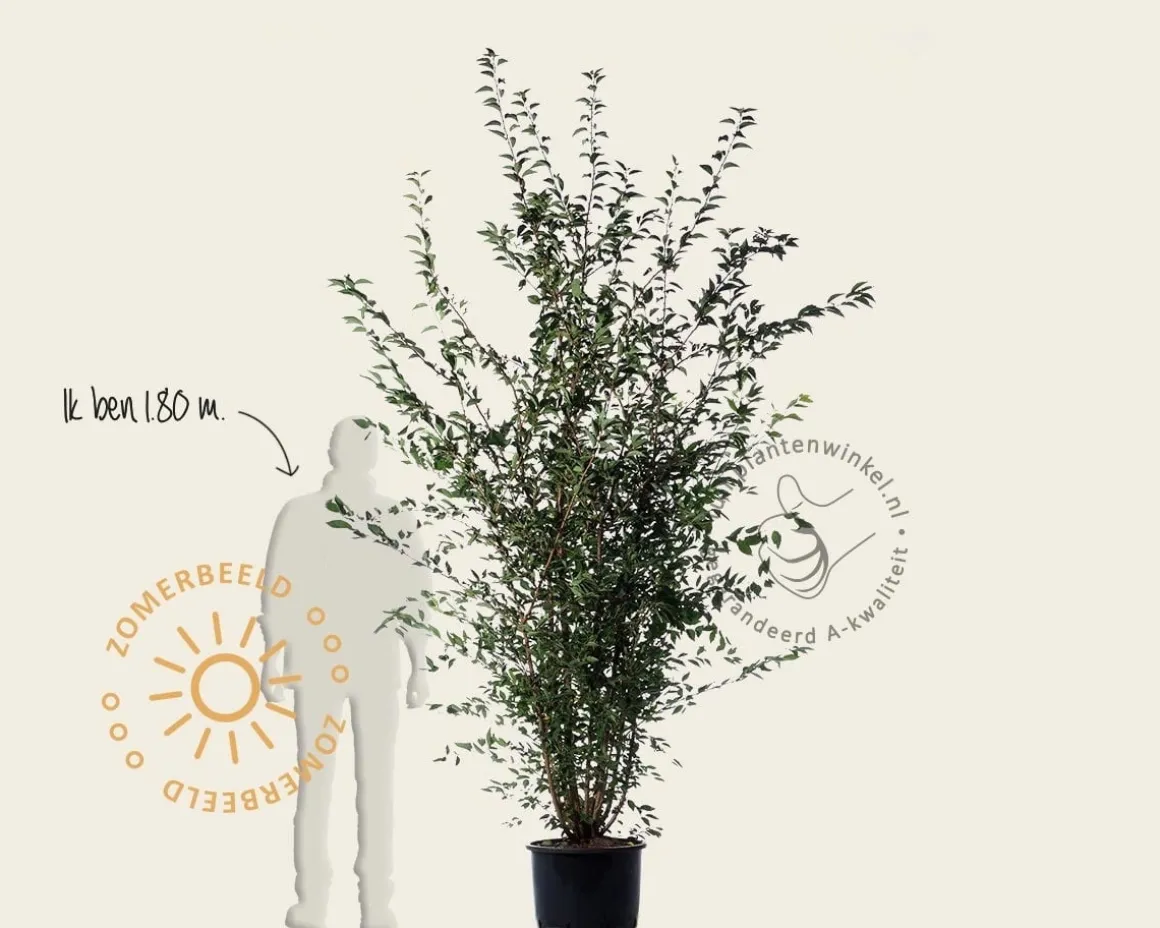 Prunus 'Spire' - meerstammig