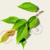 Prunus subhirtella 'Autumnalis Rosea' - meerstammig