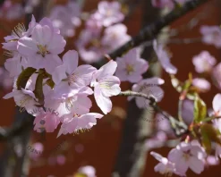 Prunus subhirtella 'Autumnalis Rosea' - meerstammig