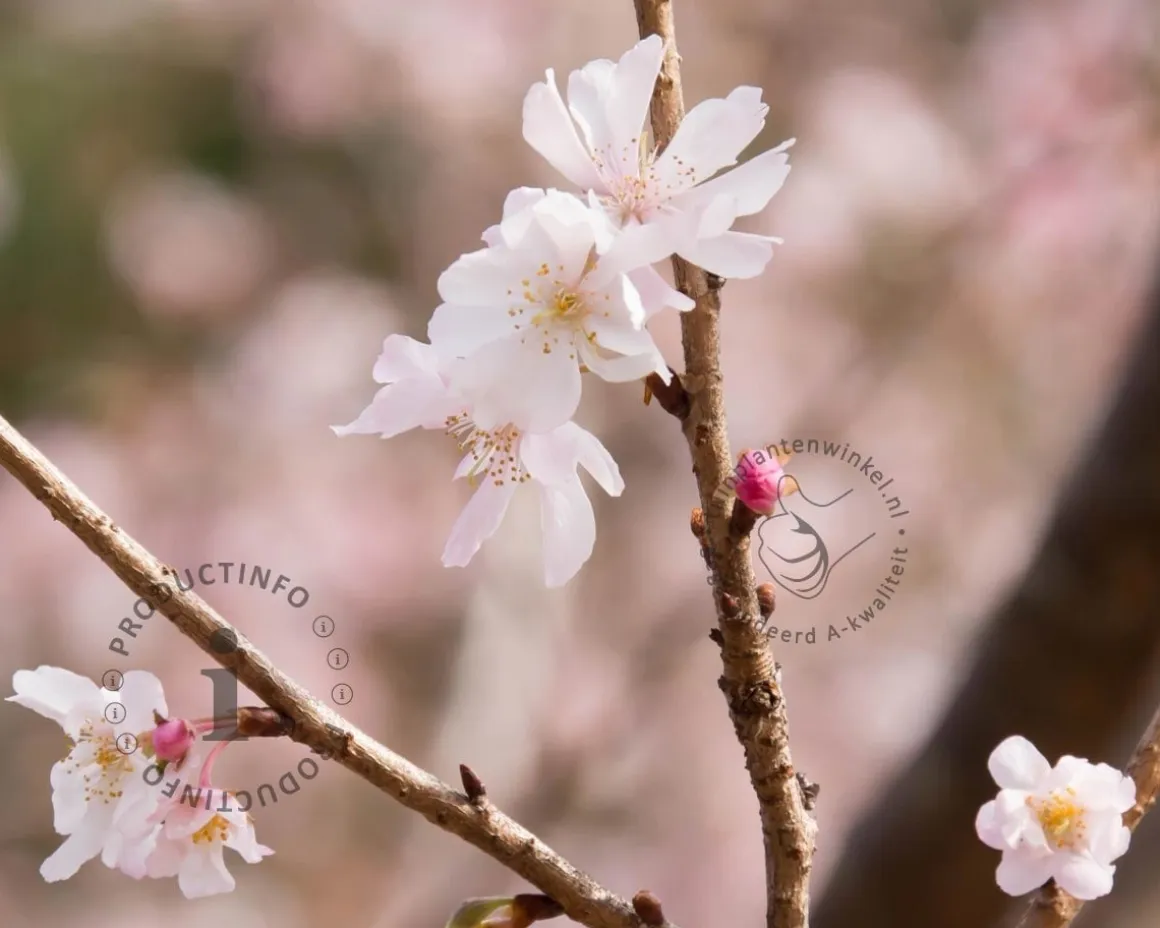 Prunus subhirtella 'Autumnalis' - meerstammig