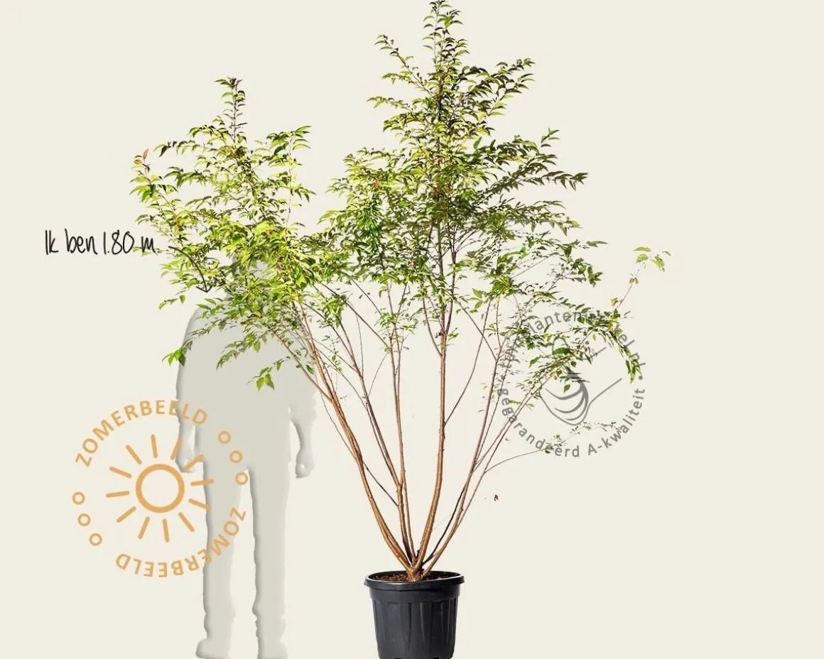 Prunus subhirtella 'Autumnalis' - meerstammig