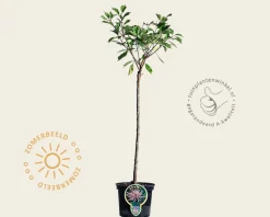 Prunus triloba - op stam