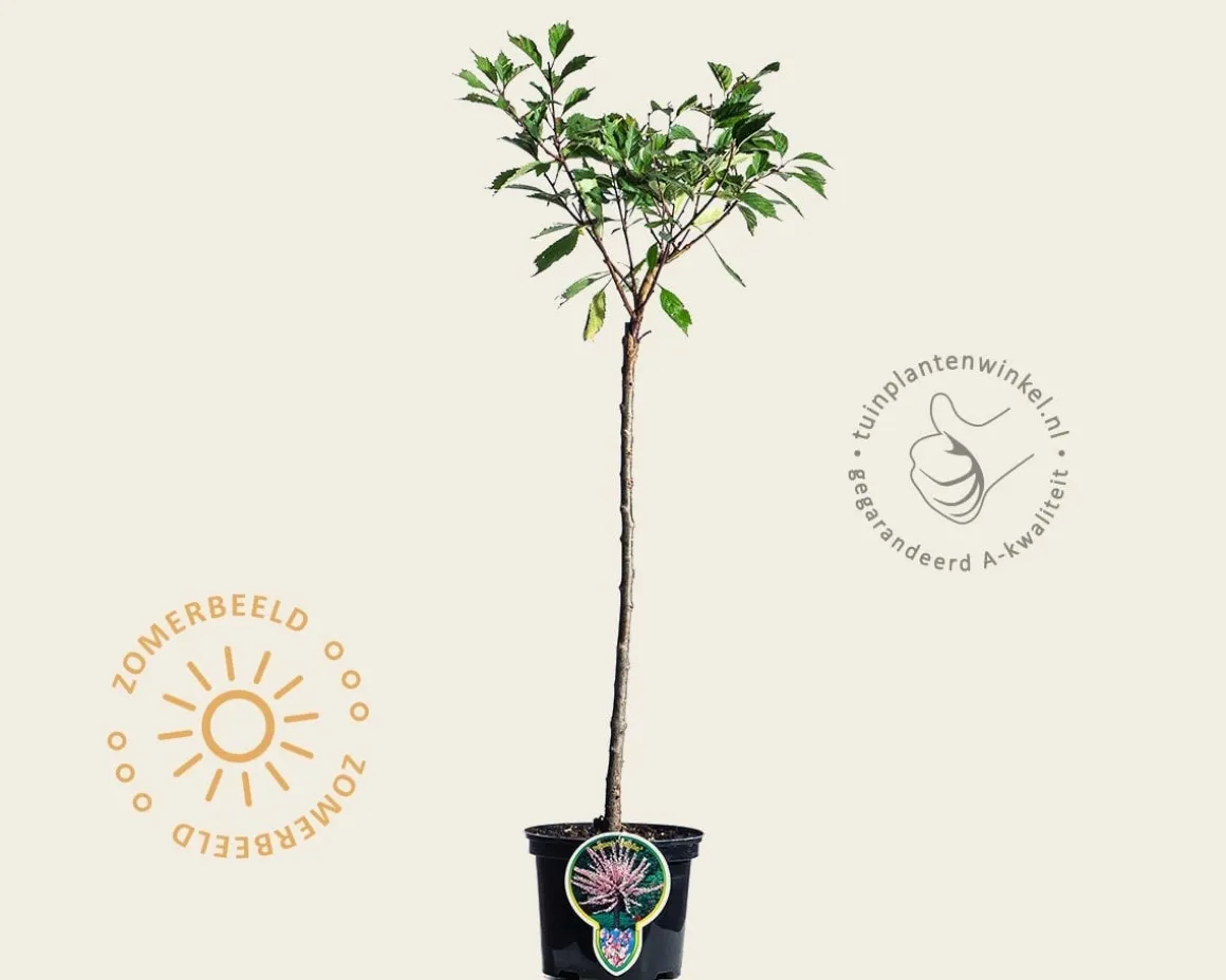 Prunus triloba - op stam