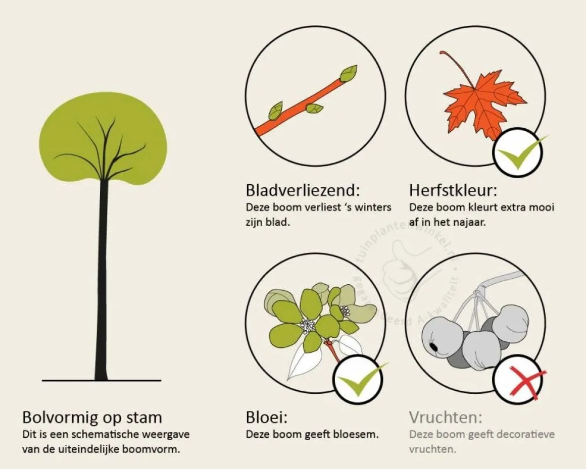 Prunus triloba - op stam