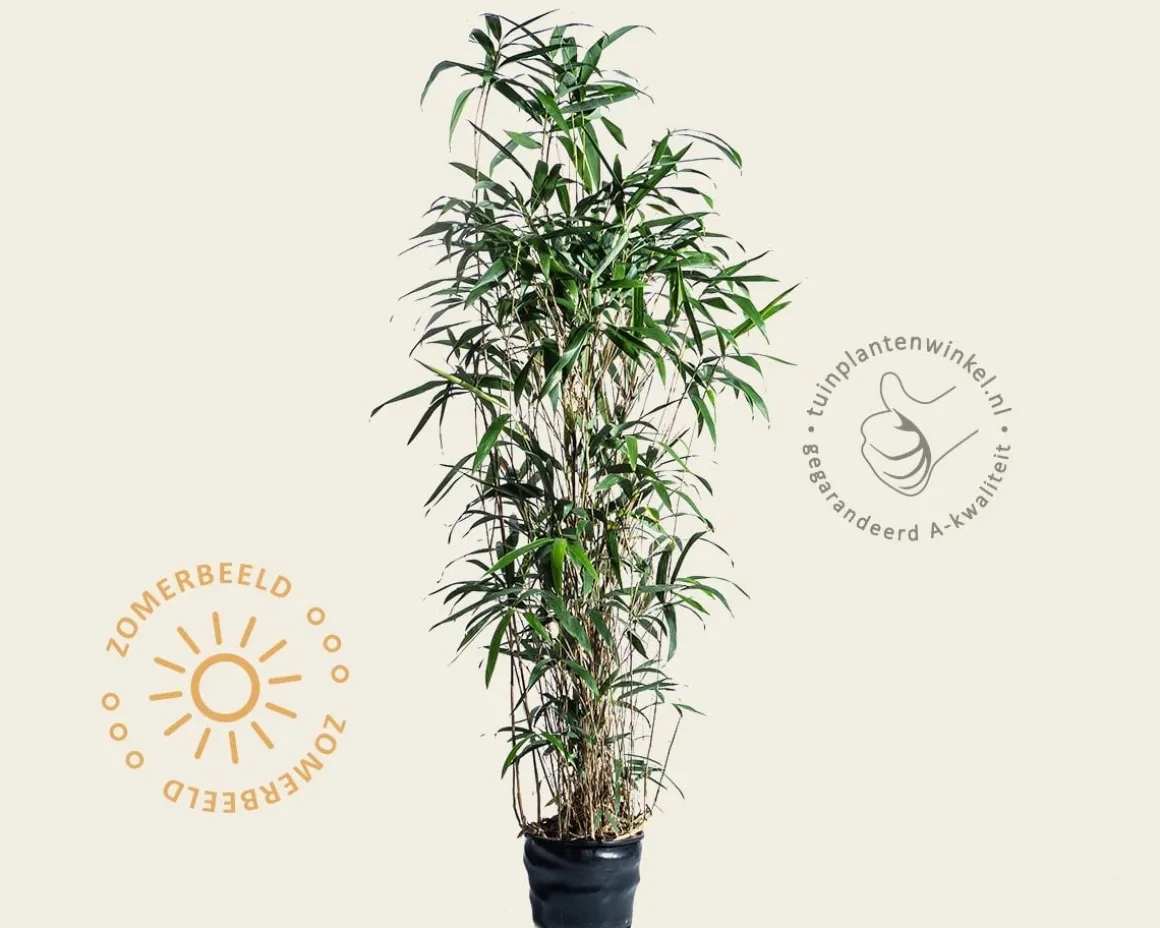 Pseudosasa japonica