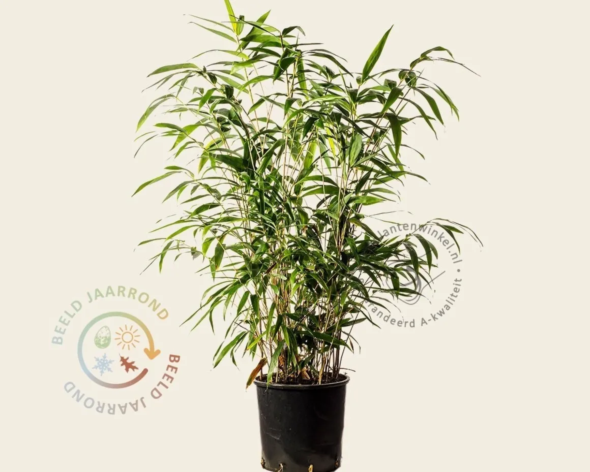 Pseudosasa japonica