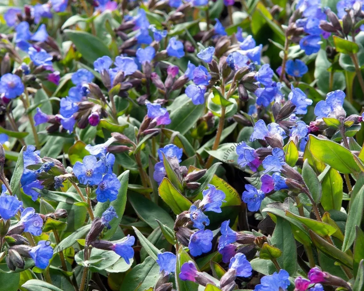 Pulmonaria 'Blue Ensign'