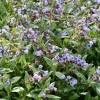 Pulmonaria saccharata 'Mrs. Moon'