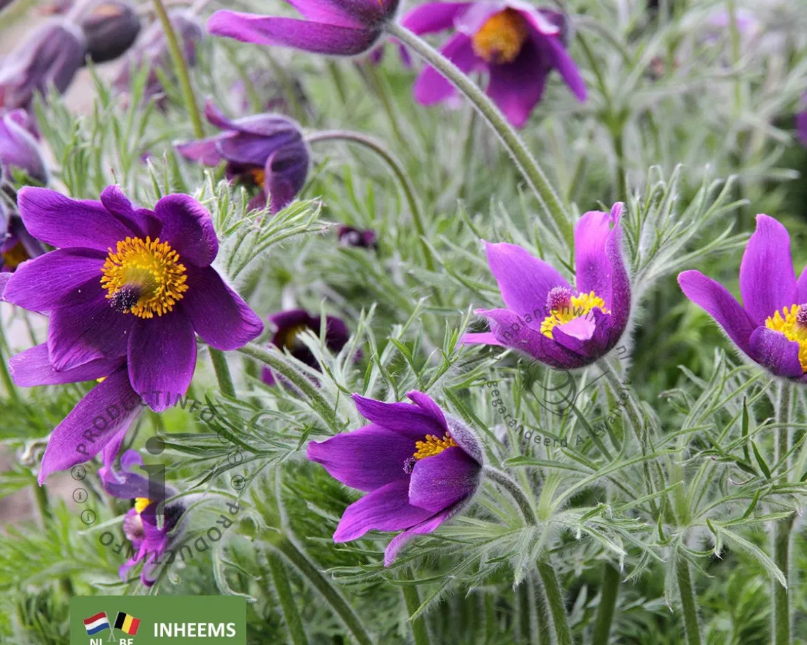 Pulsatilla vulgaris