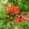 Punica granatum - halfstam