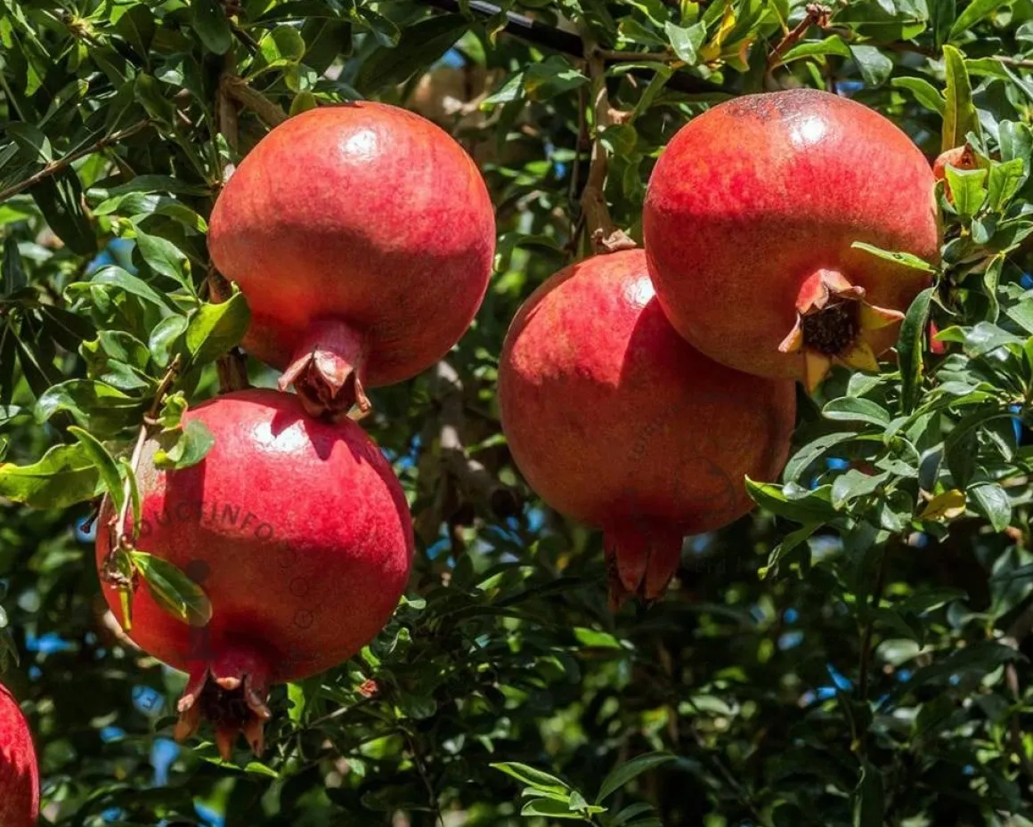Punica granatum - halfstam