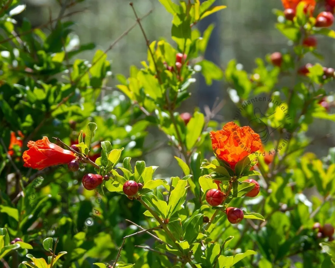 Punica granatum - halfstam