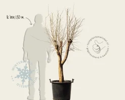 Punica granatum - oude laagstam