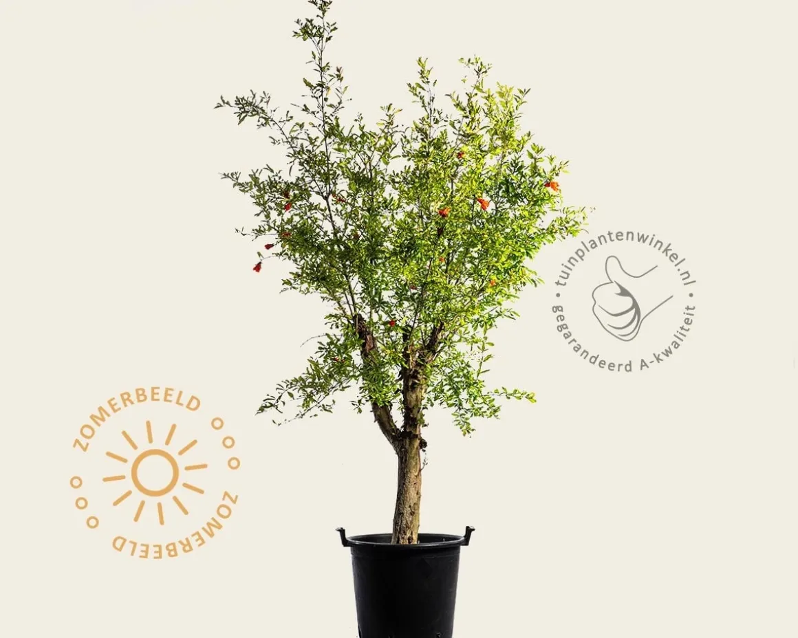 Punica granatum - oude laagstam