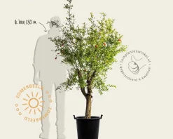 Punica granatum - oude laagstam