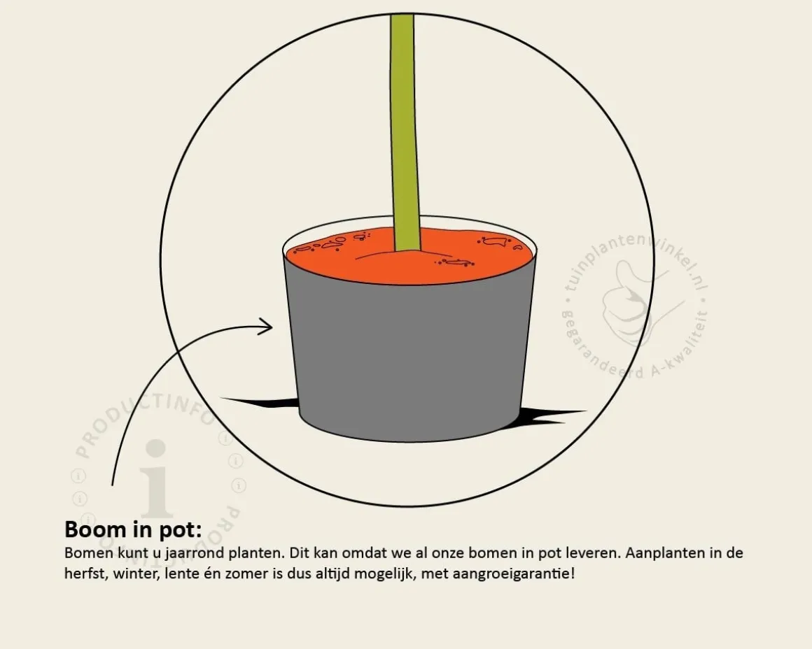 Punica granatum - zeer oude laagstam