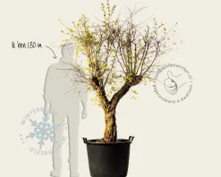 Punica granatum - zeer oude laagstam