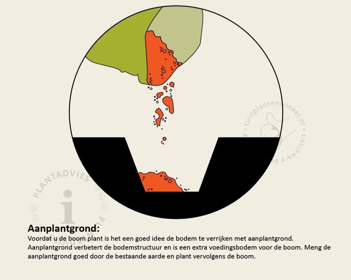 Punica granatum - zeer oude laagstam