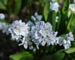 Puschkinia scilloides var. Libanotica