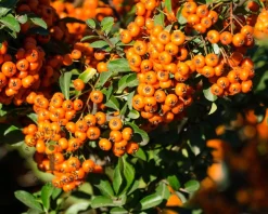 Pyracantha coccinea 'Orange Glow'