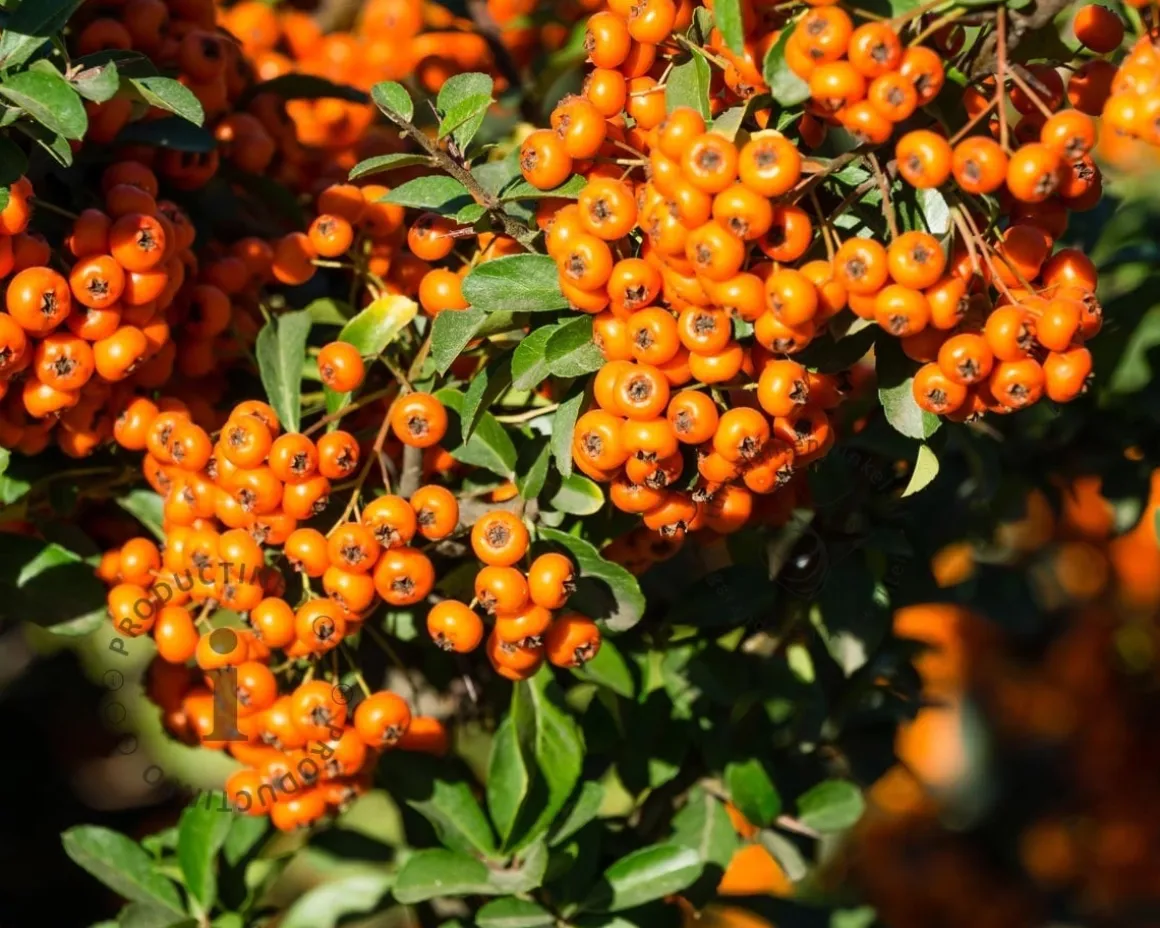 Pyracantha coccinea 'Orange Glow' - XL