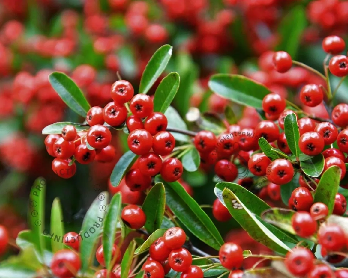 Pyracantha coccinea 'Red Column'