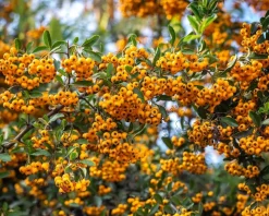Pyracantha coccinea 'Saphyr Jaune' - XL