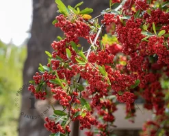Pyracantha coccinea 'Saphyr Rouge' - XL