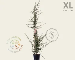 Pyracantha coccinea 'Saphyr Rouge' - XL