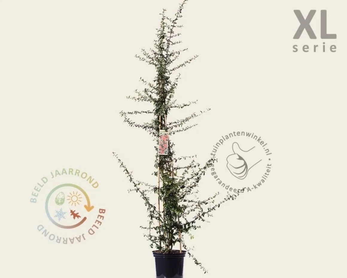 Pyracantha coccinea 'Saphyr Rouge' - XL