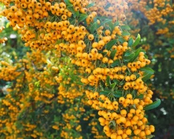 Pyracantha coccinea 'Soleil d'Or' - XL