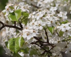 Pyrus calleryana 'Chanticleer'