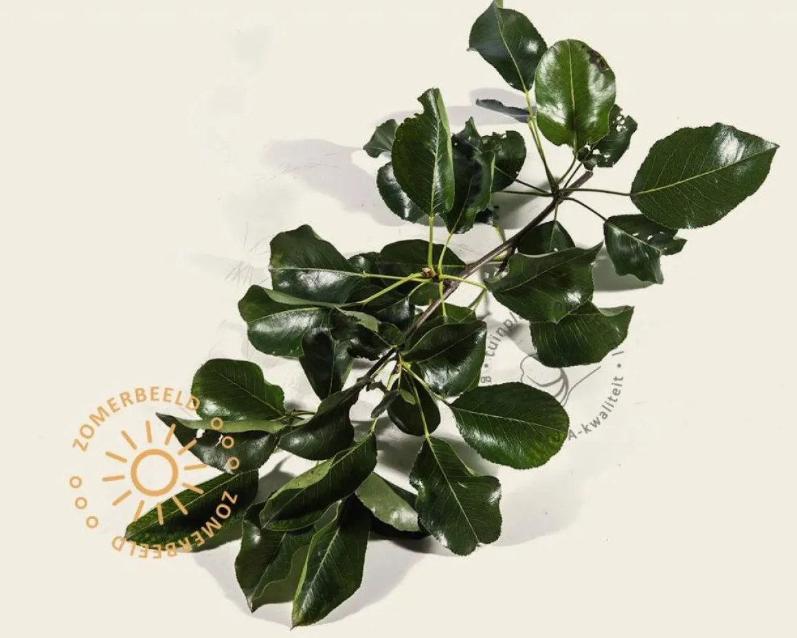 Pyrus calleryana 'Chanticleer' - beveerd