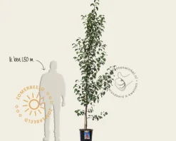 Pyrus calleryana 'Chanticleer' - beveerd